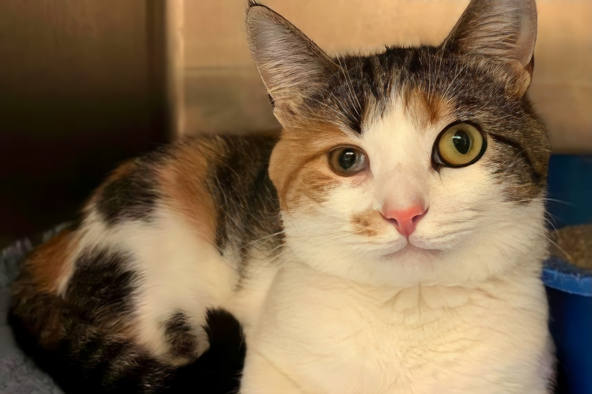 Shelter cat named Espresso always passed over because of her different-sized eyes — looking for a home