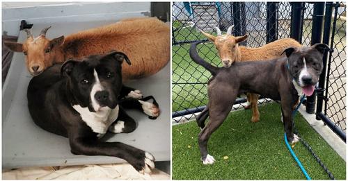 Shelter Goat Refuses To Leave Her Dog Best Friend’s Side