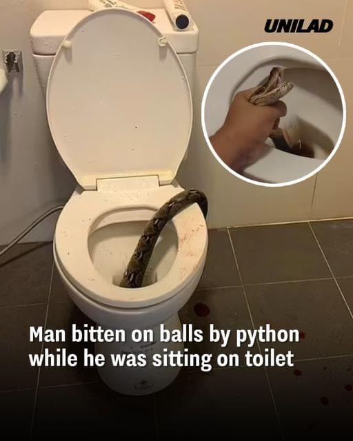 Man bitten on balls by python while he was sitting on toilet