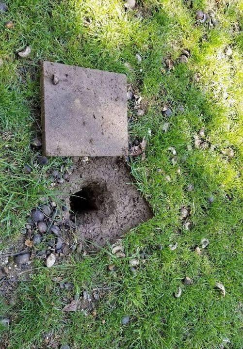 Man kept hearing strange noises under driveway, it led to an astounding discovery