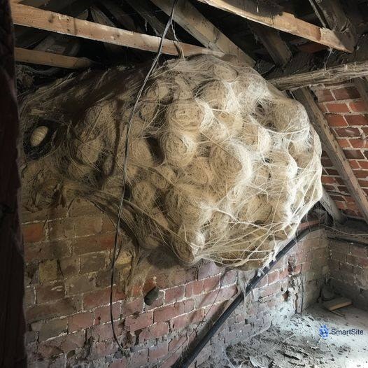 Man Thinks He Found “Hornets” Nest In Attic – Turns Pale When He Realizes What’s Inside…