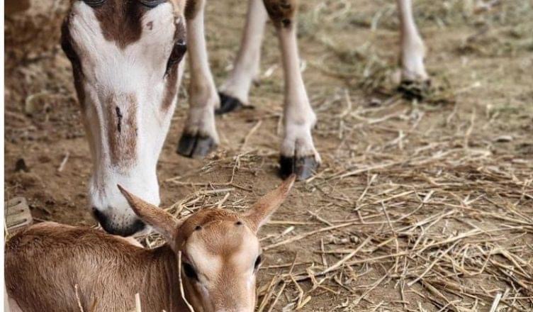 Rare antelope calf born at Pennsylvania zoo.. See how cute it is.