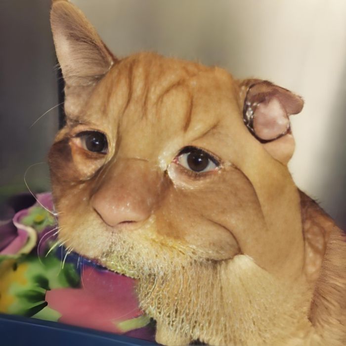 The Couple Wanted To Adopt a Cat And They Chose The Saddest And Most Unhappy Of All The Cats: The Happy Animal Changed Beyond Recognition In a Matter Of Hours!
