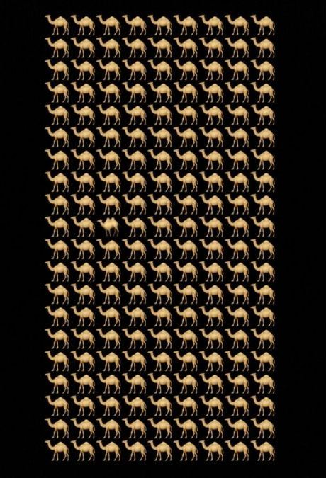 Brain Teaser IQ Test: How Sharp Are Your Eyes? Spot the Odd Camel in 5 Seconds!