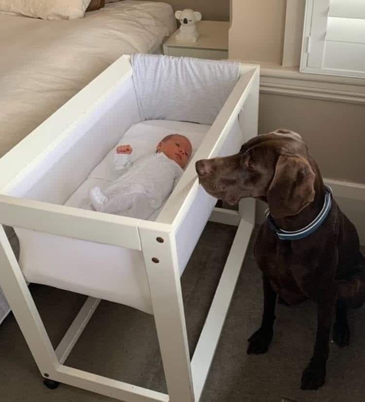 When the Robinsons were awakened one night by loud barking, the baby was only two months old.