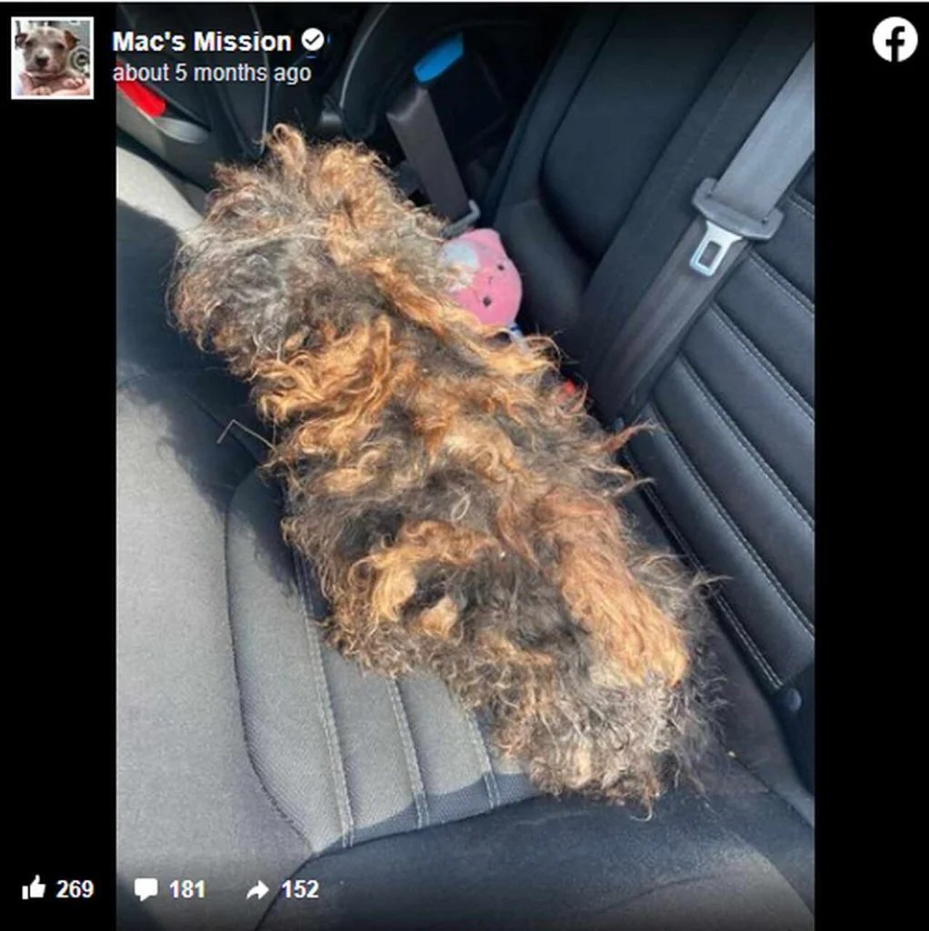 Rescue Takes In Severely Matted Dog Who Looks Like A Wig — Today She’s Unrecognizable.
