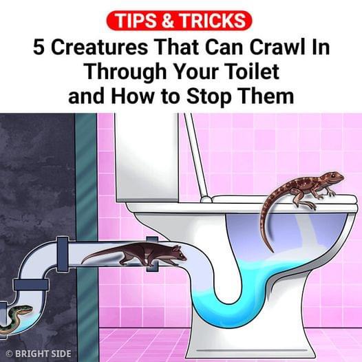 5 Creatures That Can Crawl In Through Your Toilet and How to Stop Them
