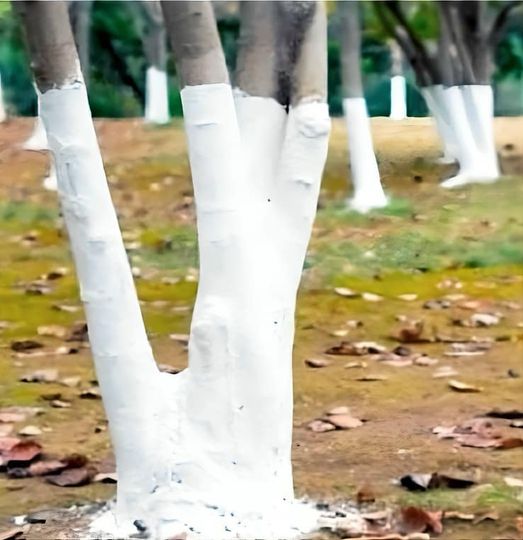 If you spot white-painted trees