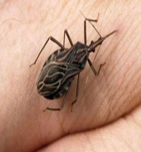 If you notice this insect in your home, call the specialized services immediately