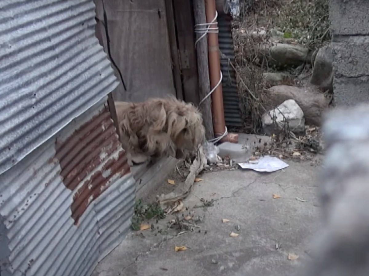 Matted Dog Ceaselessly Glares At Cars For 2 Years Hoping Her Owner Returns