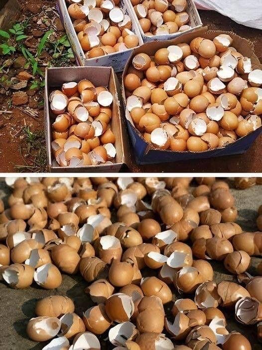 Boiling Eggshells: Save Money and Help the Environment