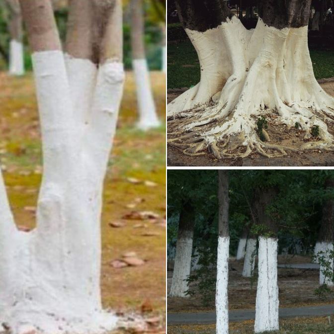 If you spot white-painted trees, you had better know what it means