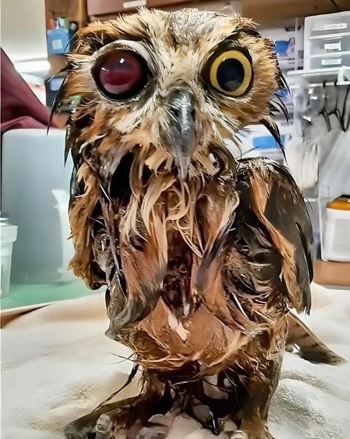 This owl spent two days trapped in a manure pit after being shot in the eye with a BB gun — but after being rescued he’s made an incredible transformation