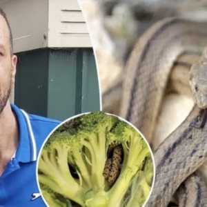 Man is horrified by what he found inside a bag of broccoli He Purchased from an Aldi