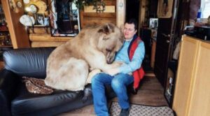 The bear has been living in this man’s house as a pet for 20 years. (Video.)