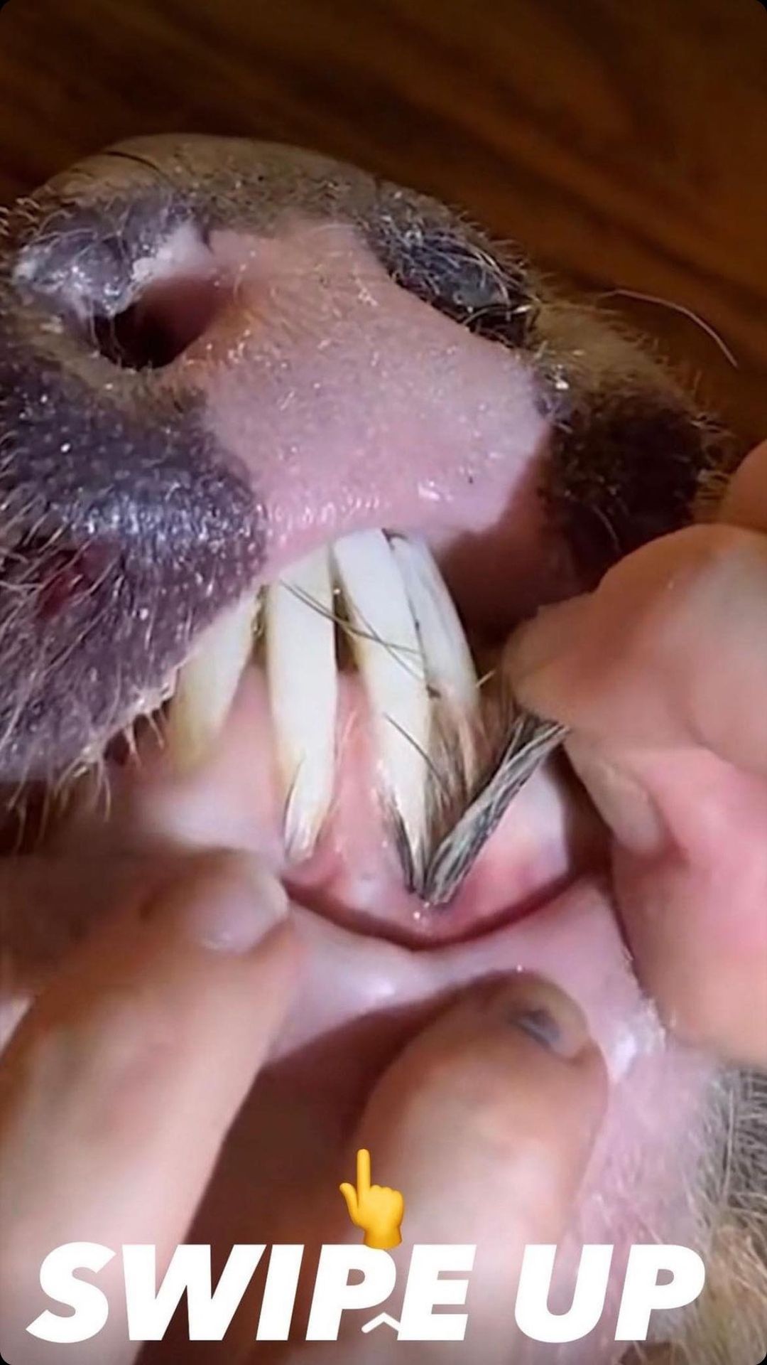 Much like human acne in teens, dog acne tends to affect younger dogs.