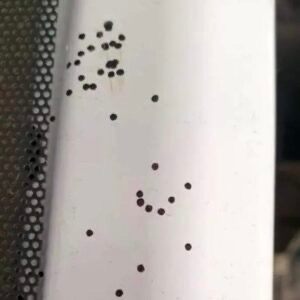 Terrifying Black Dots in the Kitchen: What Could They Be?