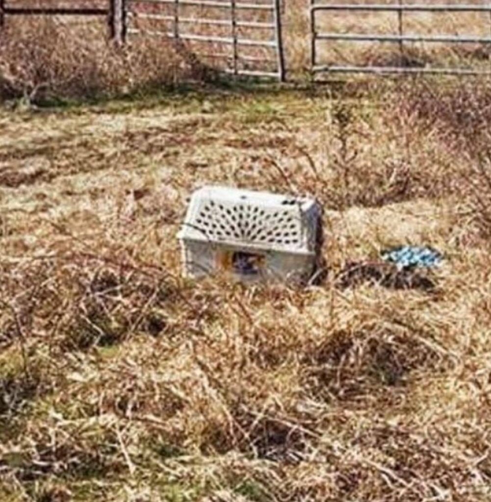 Bikers see an abandoned cage and what they find inside changes their lives forever