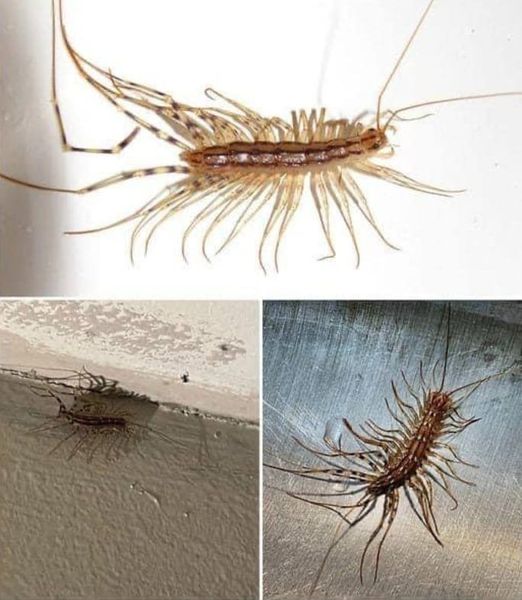 If you come across a house centipede inside your home, it is advisable not to k1ll it.