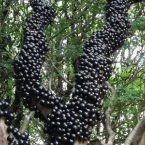 This strange looking fruit has the most unknown health benefit in the world