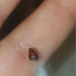 Methods for Eliminating Bed Bugs