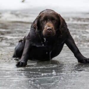 A man saves a stray dog that had fallen into the ice, leading him to a lost family inheritance