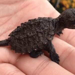 A Young Girl’s Mission to Save an Endangered Species