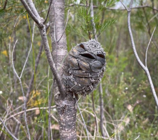Woman sees what she thought was a happy bird, then suddenly realises it’s something else