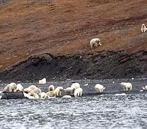 Tourists Thought They Were Approaching A Flock Of Grazing Sheep, Had No Idea How Wrong They Were