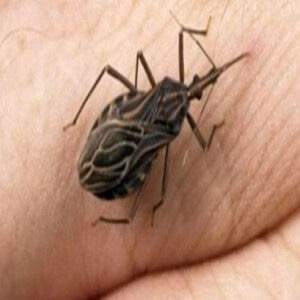 If you notice this insect in your home, call the specialized services immediately