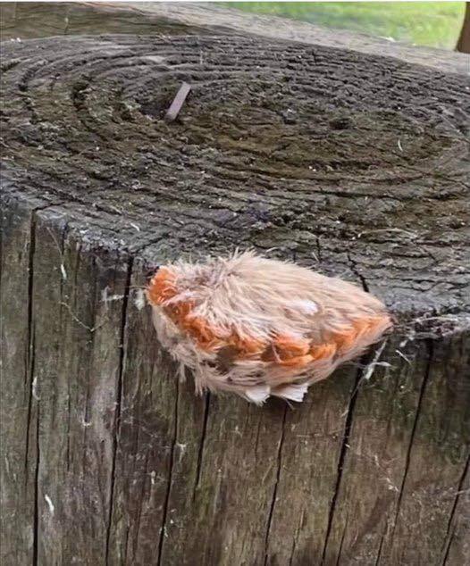 Mom sees kids with little “fur ball” at the park – looks closer and immediately realizes grave danger
