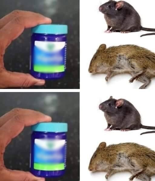 A Natural Solution for Rats and Mice: Vicks VapoRub!