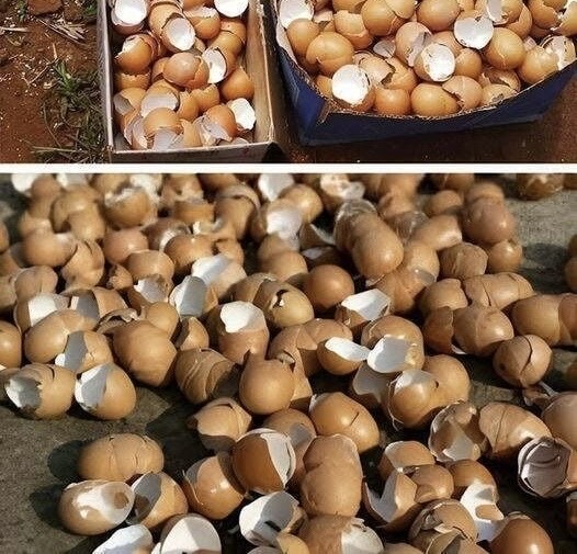 7 Brilliant Ways To Use Eggshells In Your Garden