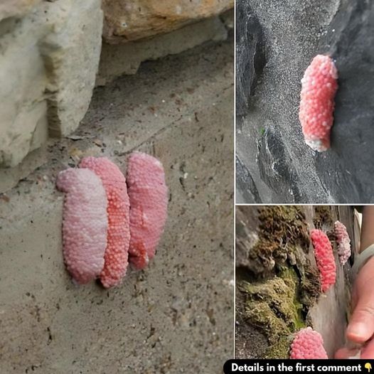 Be careful if you see these little pink eggs on a wall, you should quickly know what it is, it is the sign that your house is…🧐 Details in the first comment 👇