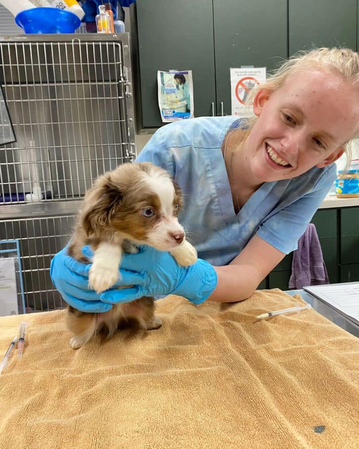 Little paws, big courage! This sweet pup is getting the care it needs and deserves. A big thank you to all the amazing people who dedicate their lives to helping animals like this one. 🩺💙 👇 Share your thoughts or send some love for this cutie in the comments below!