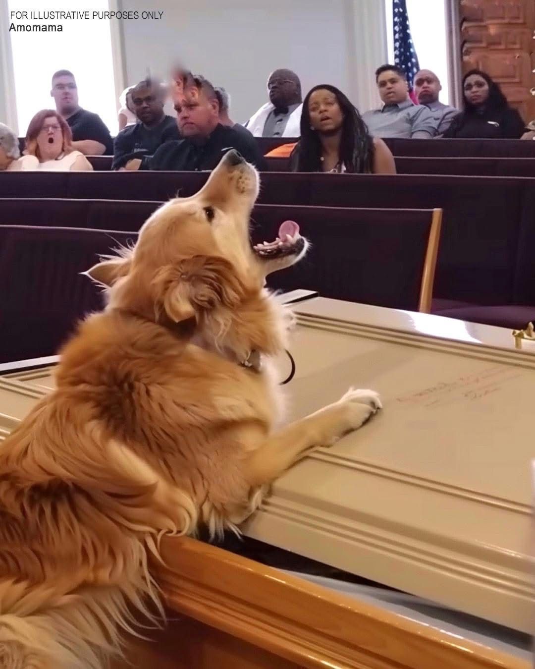 Dog Barks at Coffin during Funeral, Suspicious Son Opens It and Finds It Empty