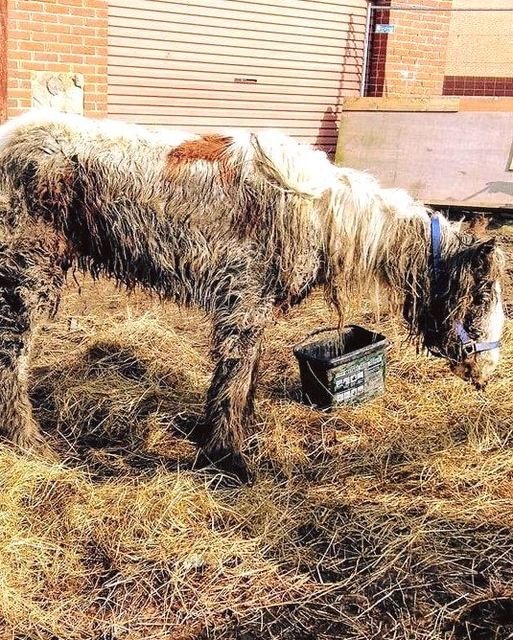 Starving horse is dumped and left to die, but brave volunteers does the only right thing