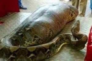(VIDEO)Giant Snake