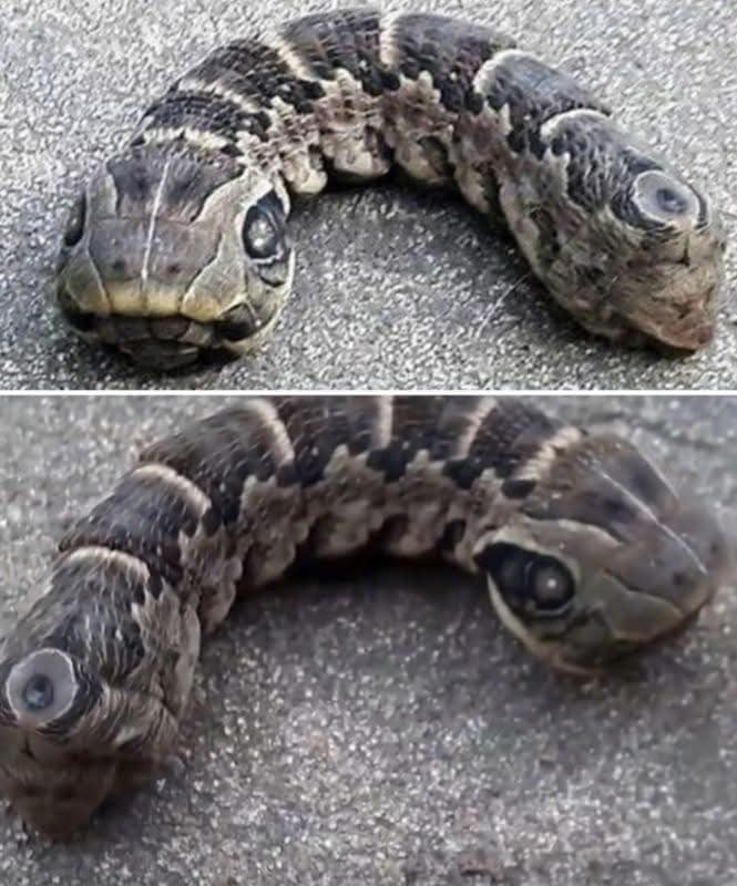 Woman Screams When She Spots ‘Two-Headed Snake’ In Back Garden, Stunned When She Realizes What It Really Is