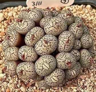 Daughter Discovers Strange Eggs Under Her Bed, Causing Her Family To Leave The Home , Everyone gets scared… Details in the first comment to find out what they are!