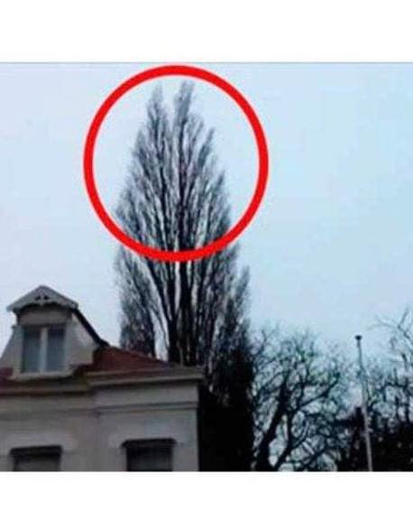 He was just filming a tree, but at 0:18, something happened that he will remember for a long time. 😱😱😱 Watch the surprising moment captured on camera in the comments 👇👇👇