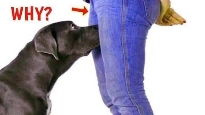 If your dog is sniffing your genital area, here is what it means