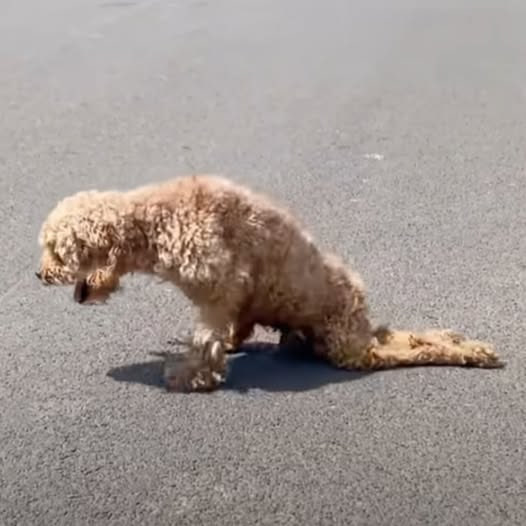 From Struggle to Strength: How One Manโs Kindness Gave a Paralyzed Dog a New Life