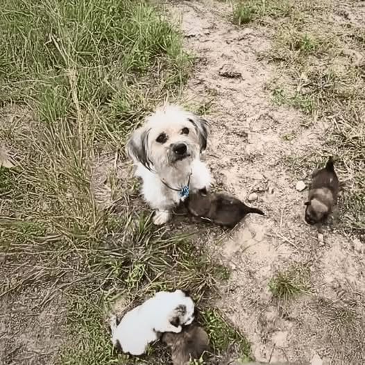 Left to Die, a Newborn Puppy Found Hope in the Most Unlikely Place