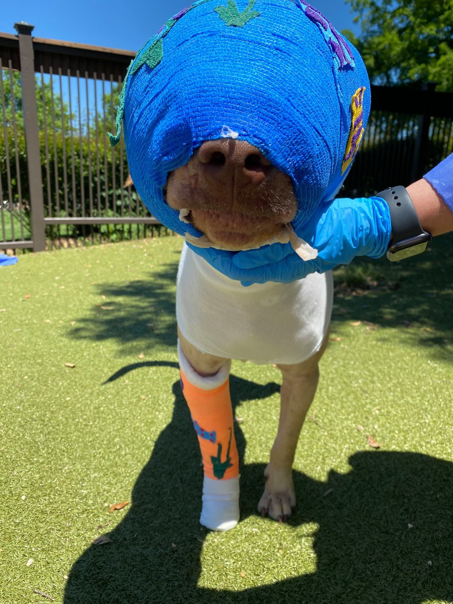 Buddy was cruelly set on fire and strangled with an extension cord โ but look at him today