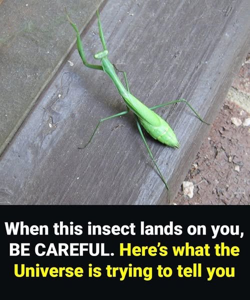When this insect lands on you, BE CAREFUL. Here’s what the Universe is trying to tell you