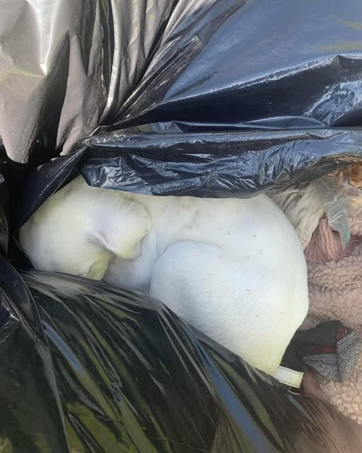 Trash crew finds tiny puppy abandoned in garbage bag — one man sees him and knows it’s meant to be
