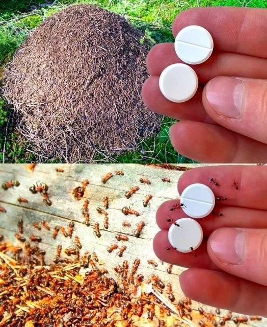 Ant Trap: How to Get Rid of Ants Forever Without Using Pesticides