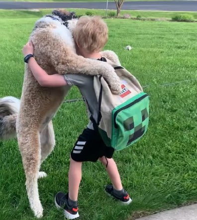The School Bus Pulls Up, And The Dog Waits With Hugs Locked And Loaded