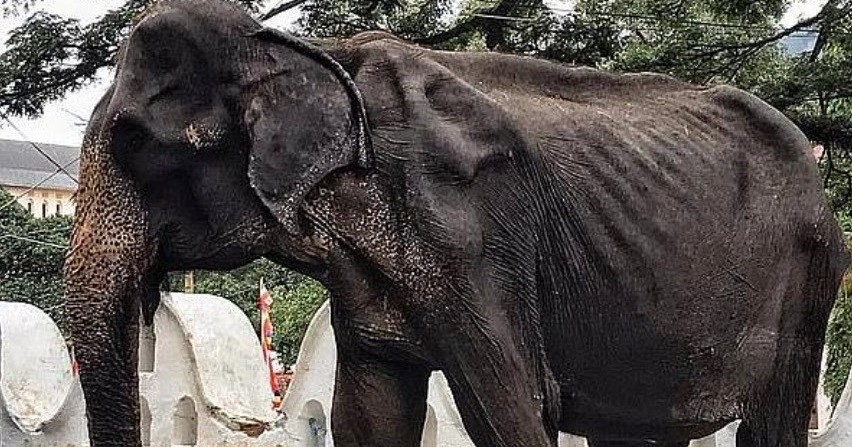 Images show a starving, weak 70-year-old elephant forced to walk miles for a festival